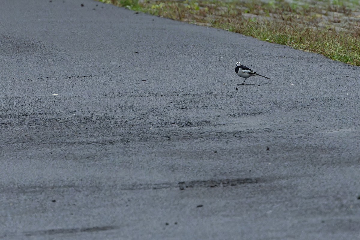 konipas bílý (ssp. alboides) - ML644822278