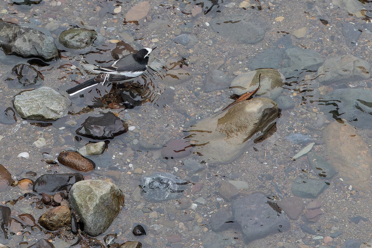 konipas bílý (ssp. alboides) - ML644822279