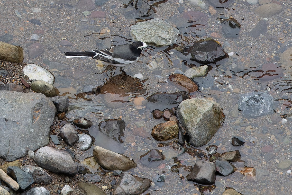 konipas bílý (ssp. alboides) - ML644822281