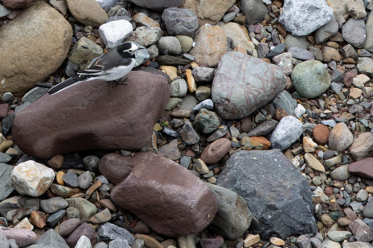 konipas bílý (ssp. alboides) - ML644822283