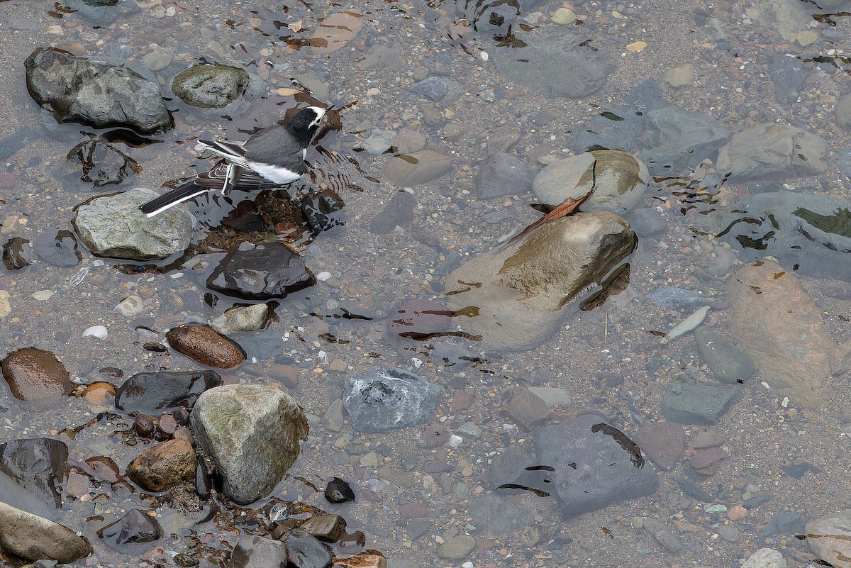 konipas bílý (ssp. alboides) - ML644822284