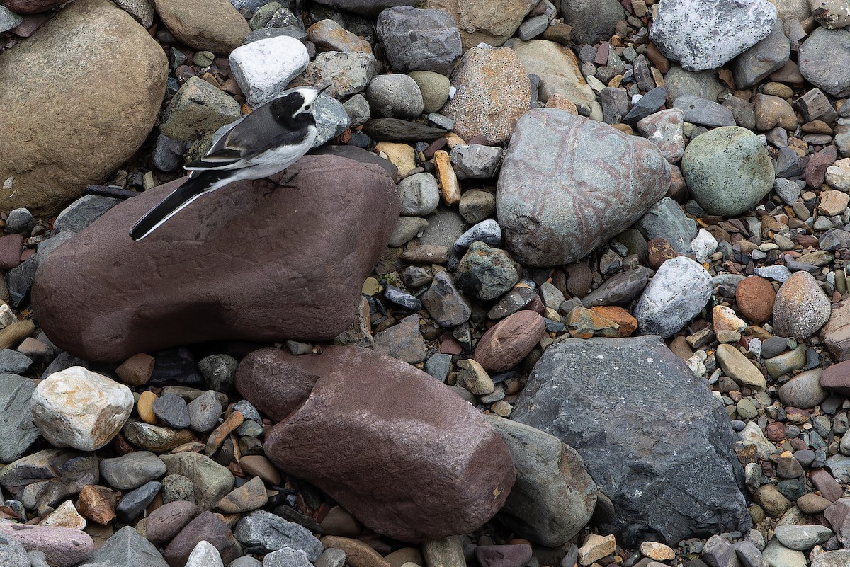 konipas bílý (ssp. alboides) - ML644822285