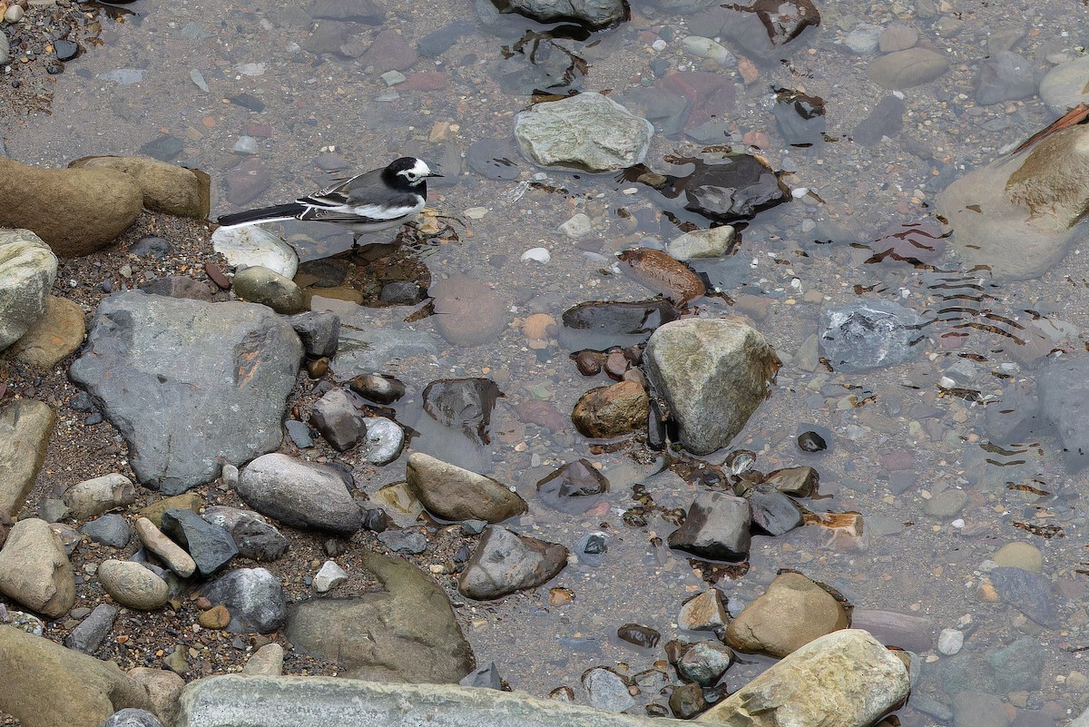 konipas bílý (ssp. alboides) - ML644822286