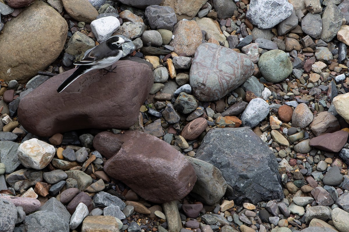 konipas bílý (ssp. alboides) - ML644822287