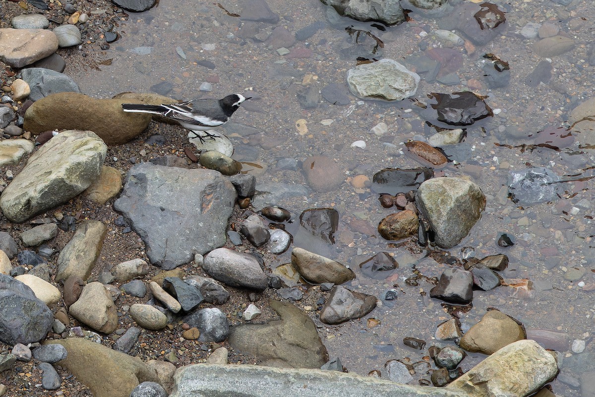 konipas bílý (ssp. alboides) - ML644822288