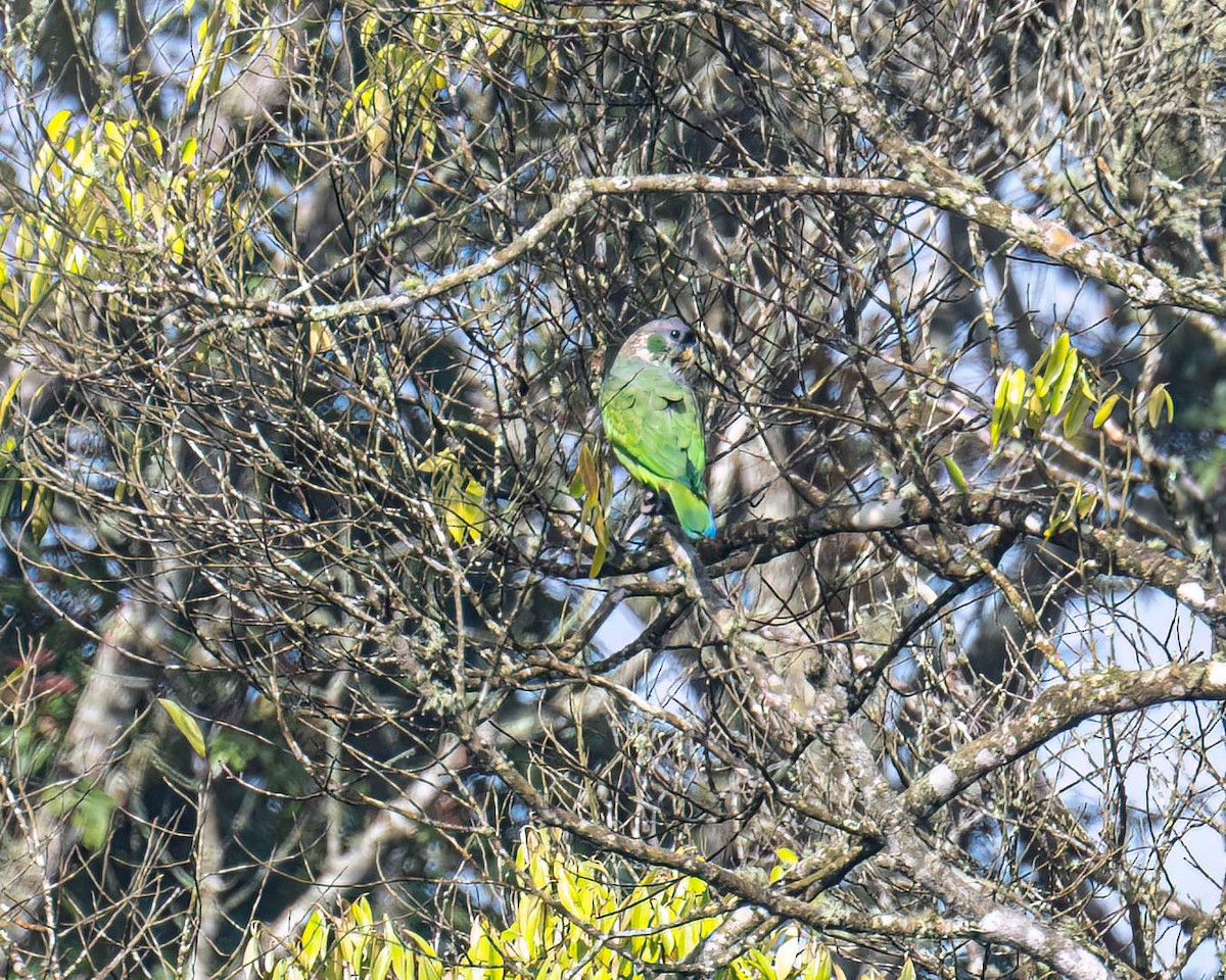 Scaly-headed Parrot - ML644822296