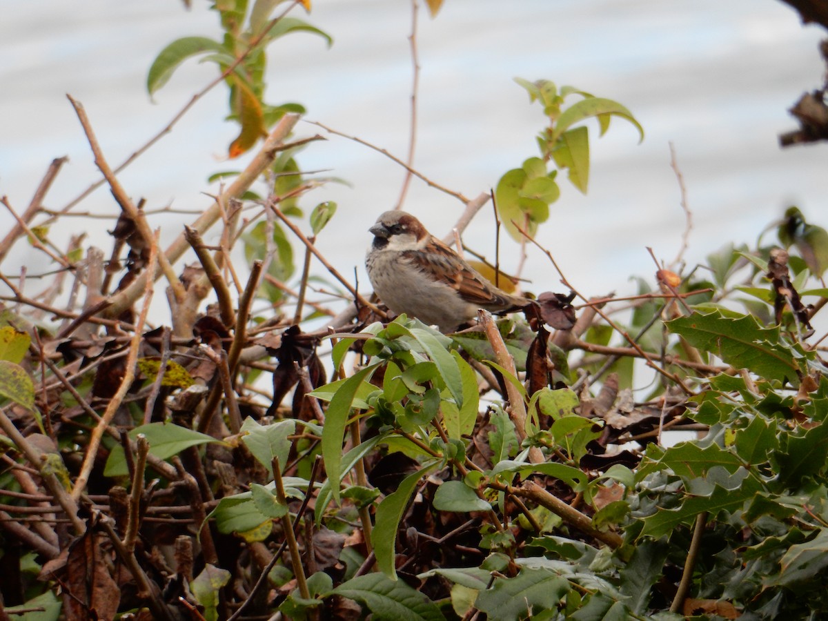 House Sparrow - ML644822305
