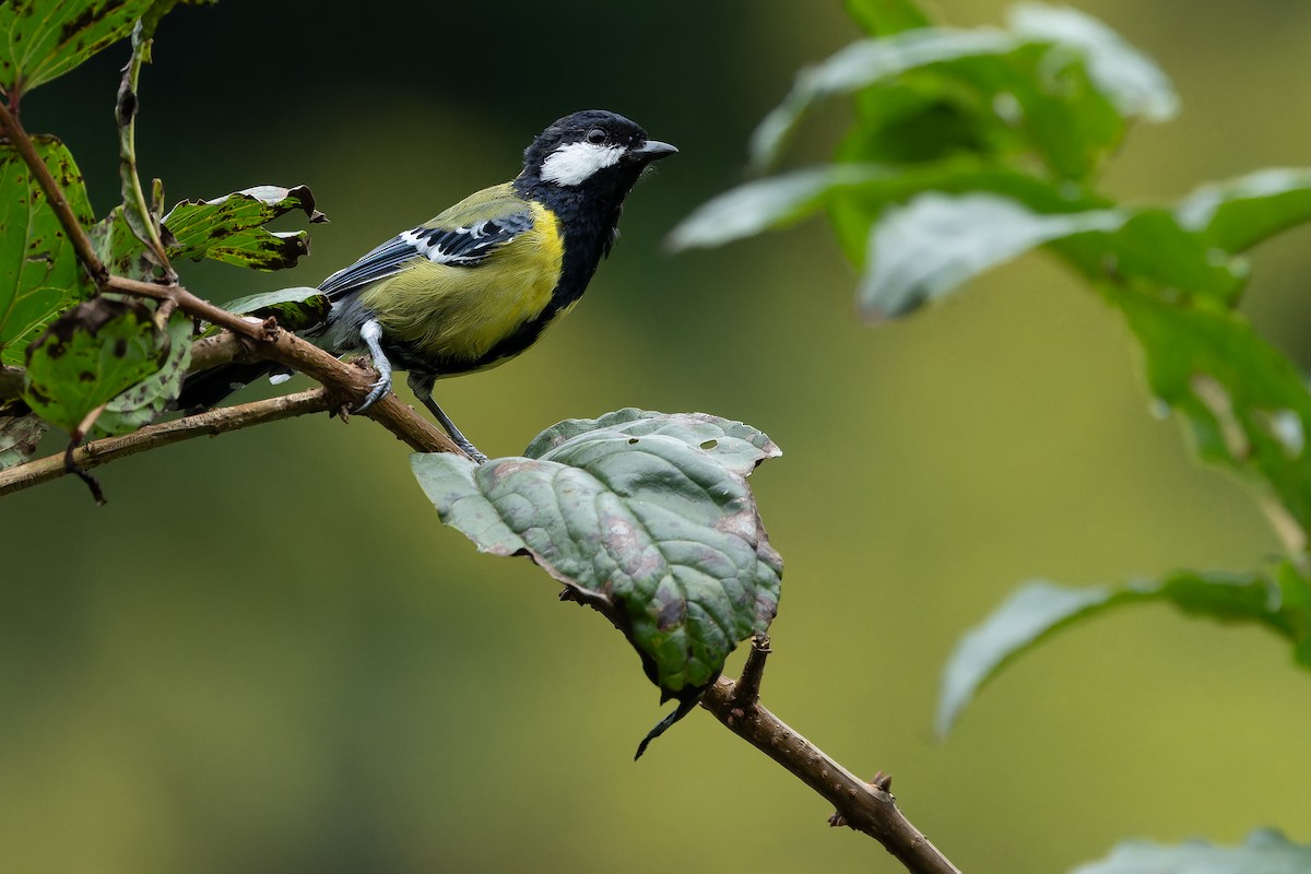 Green-backed Tit - ML644822306