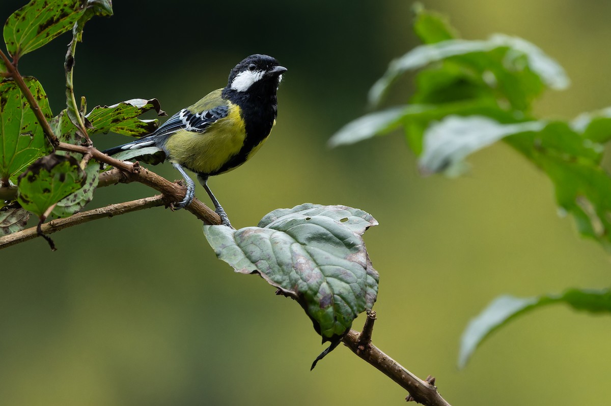 Green-backed Tit - ML644822310