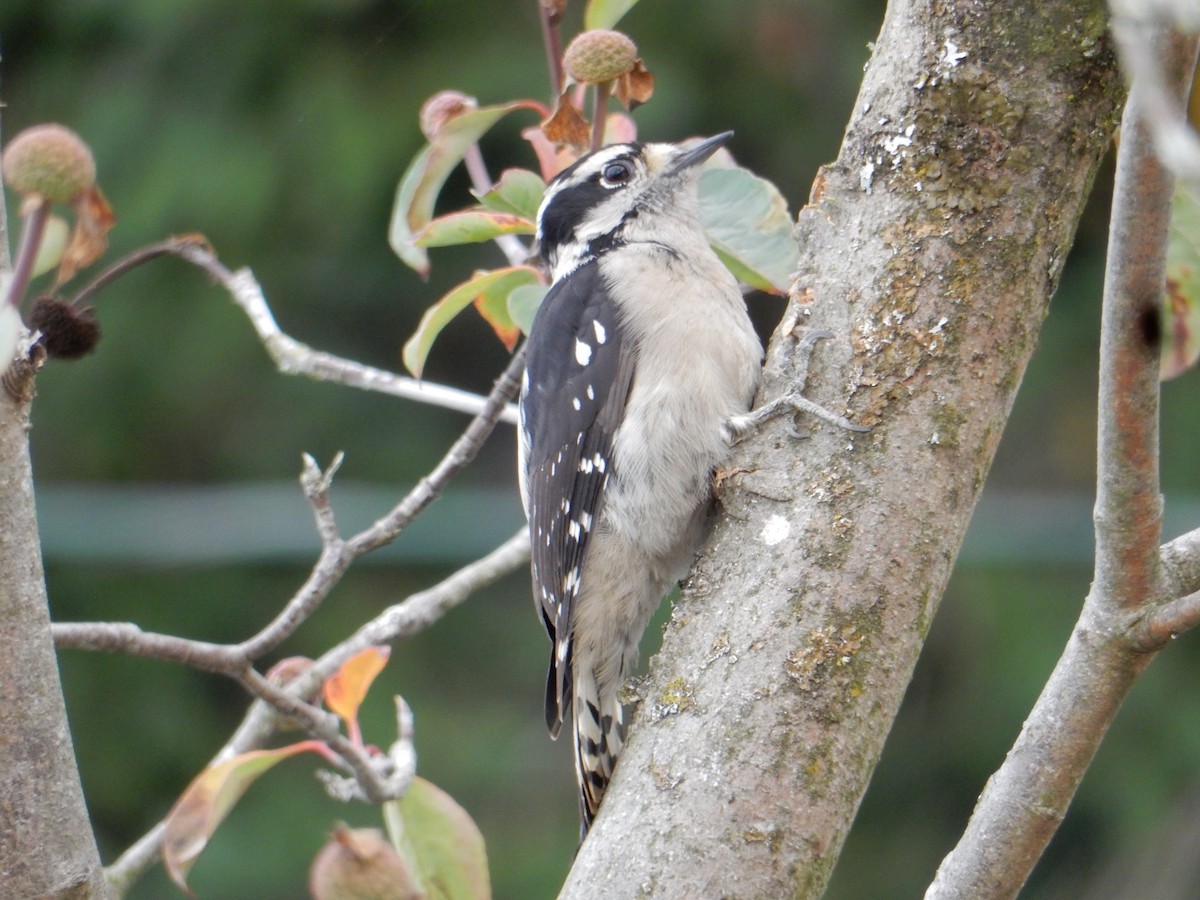 Downy Woodpecker - ML644822330