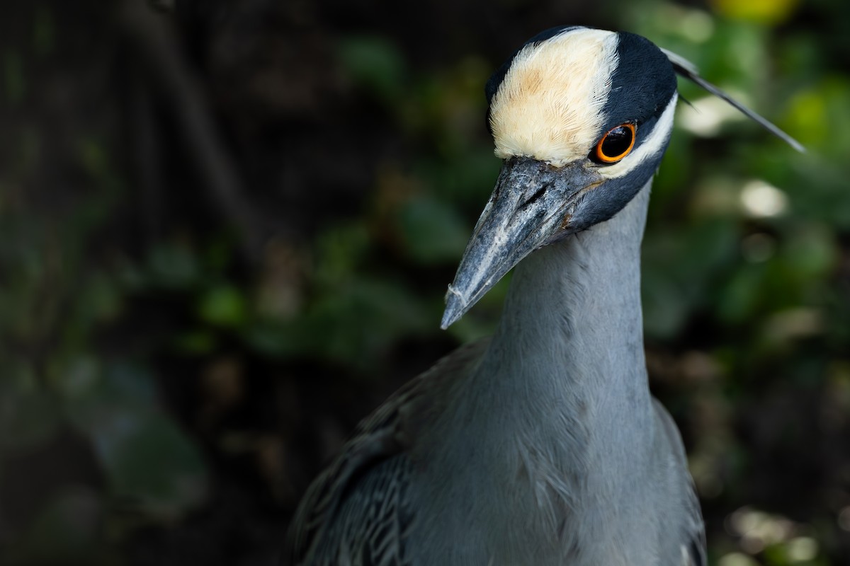 Квак чорногорлий - ML644822356