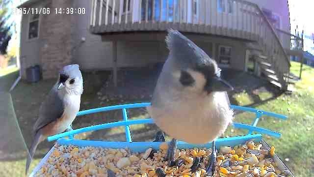 Американская гренадерка - ML644822364