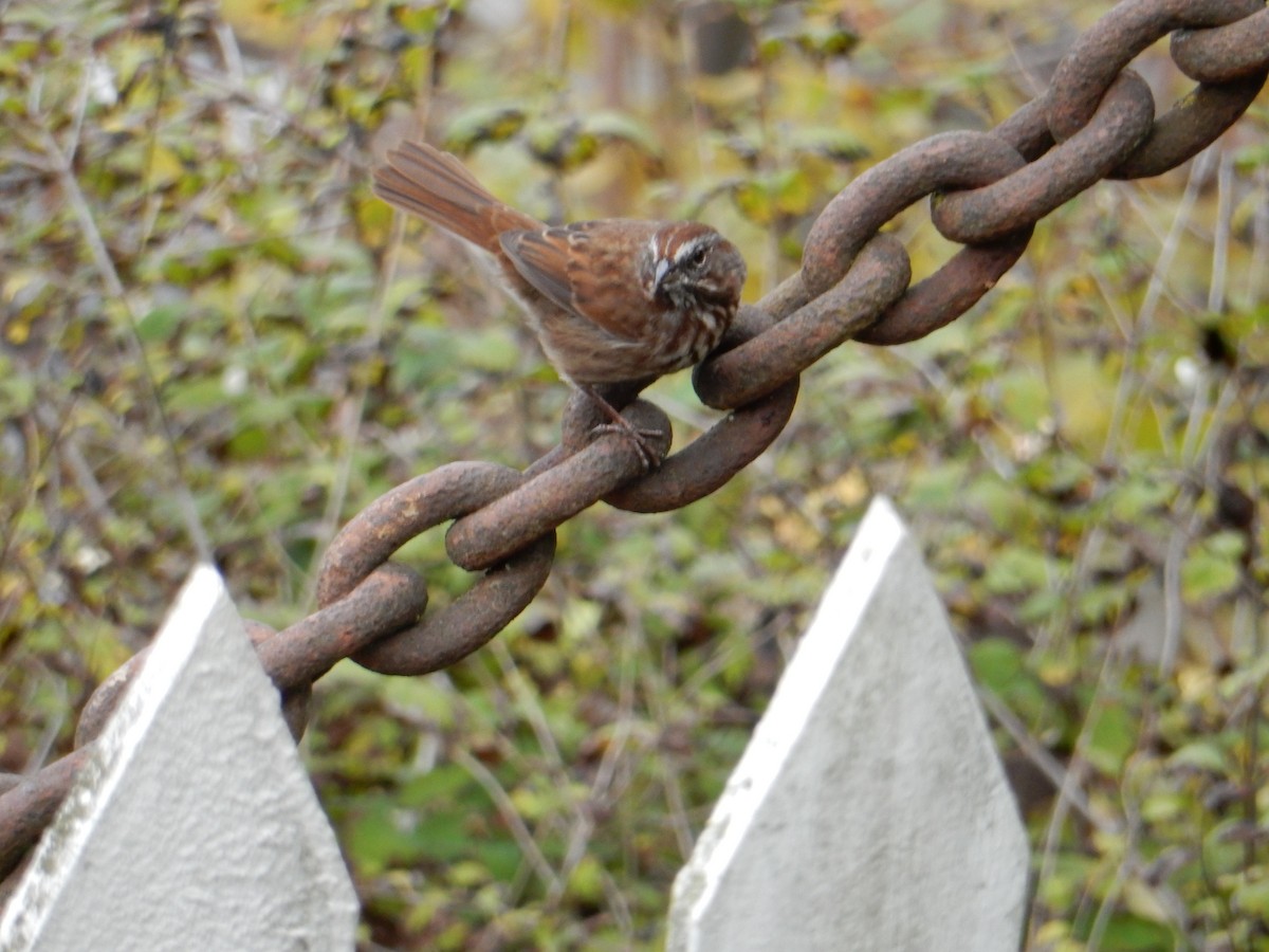Song Sparrow - ML644822365
