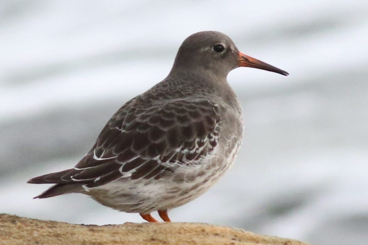 Purple Sandpiper - ML644822387