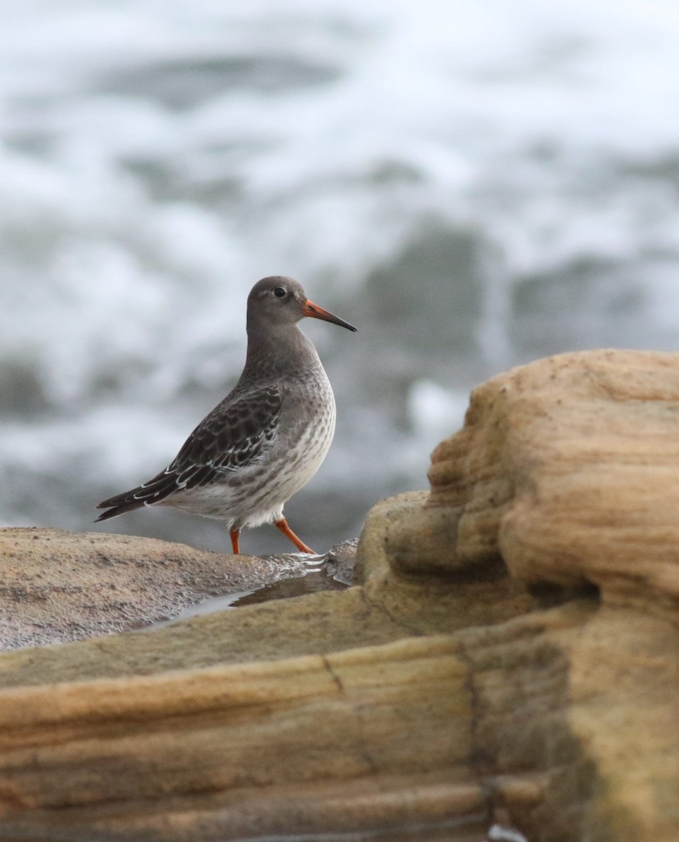 Purple Sandpiper - ML644822388