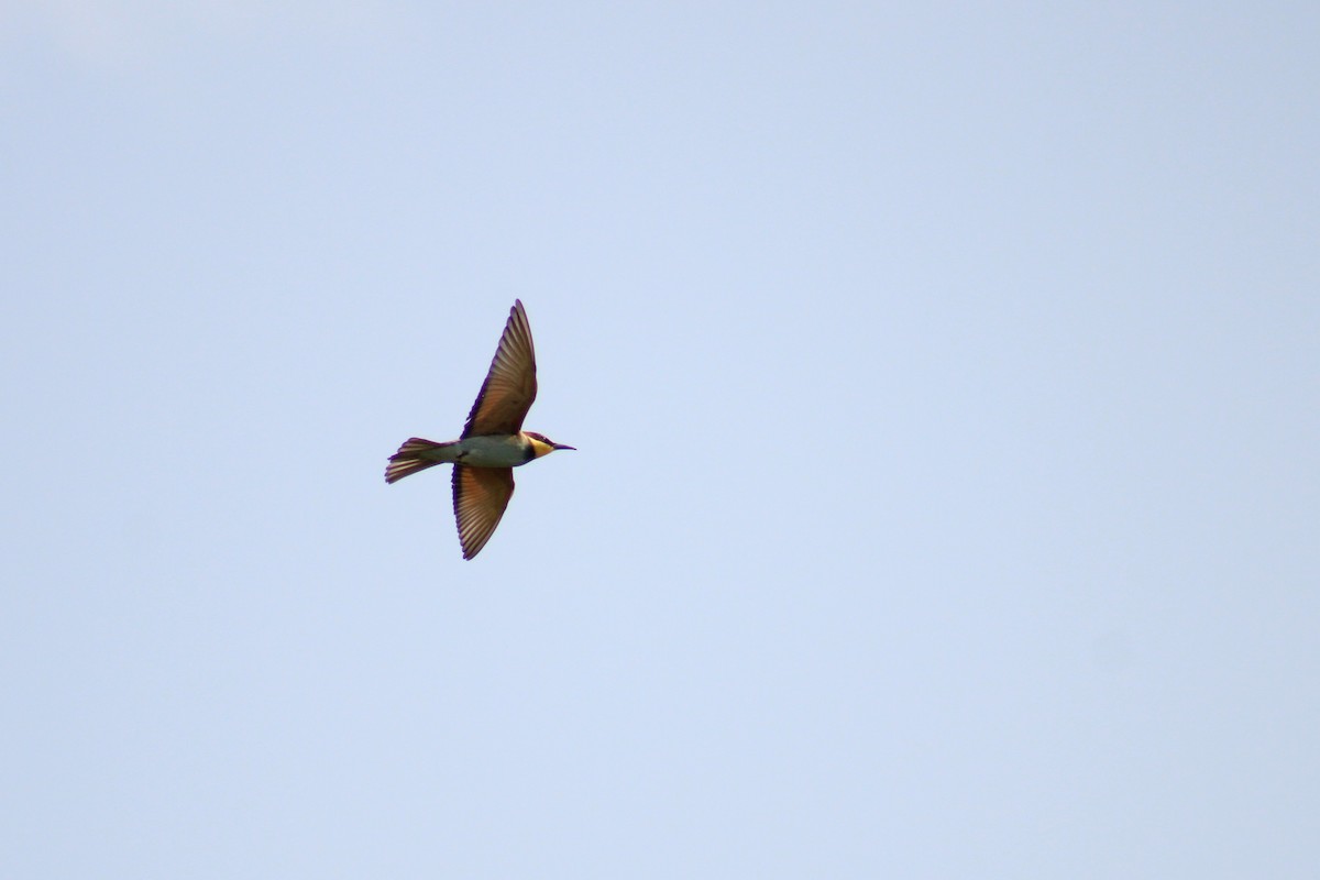 European Bee-eater - ML644822392