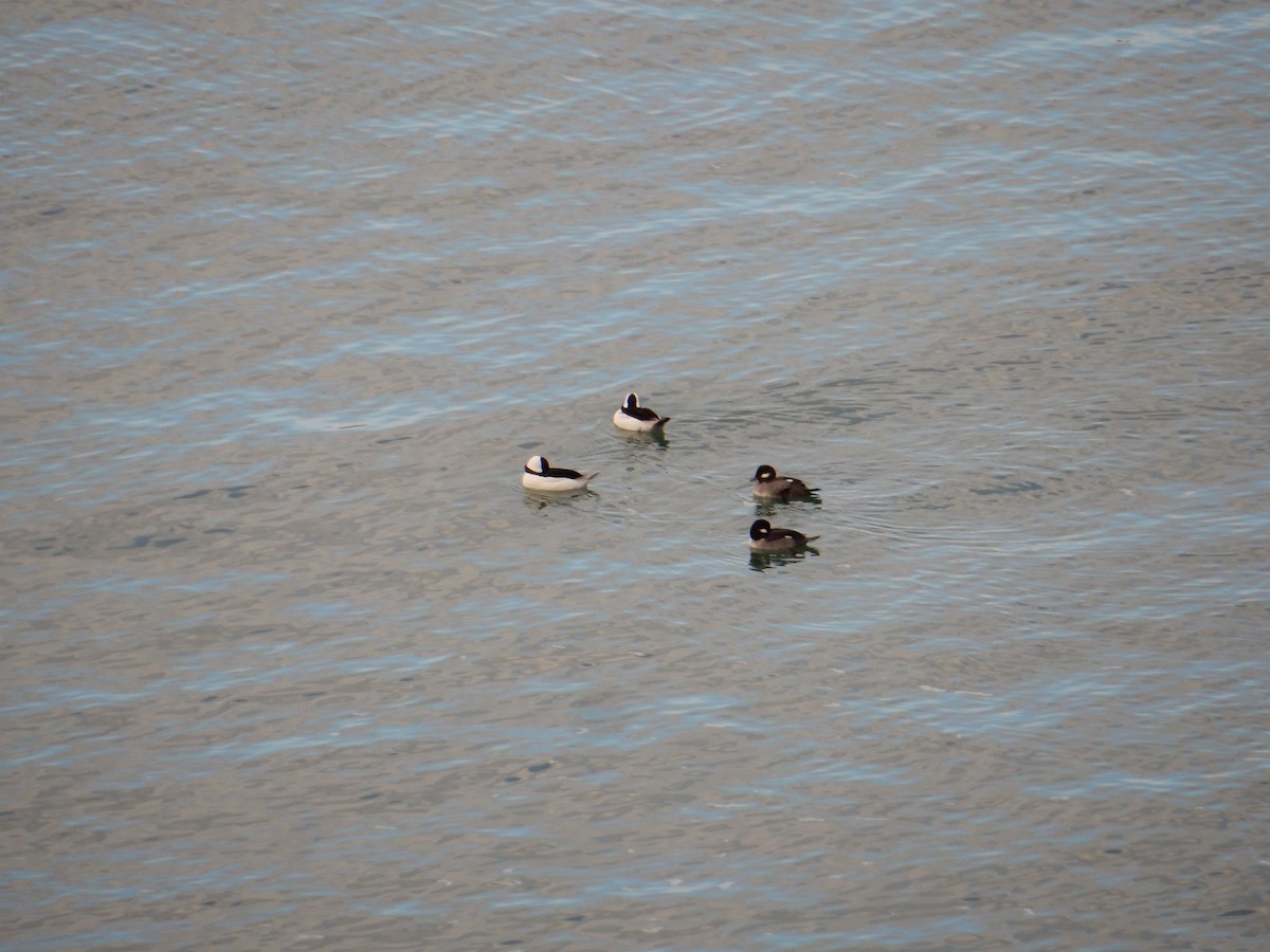 Bufflehead - ML644822414
