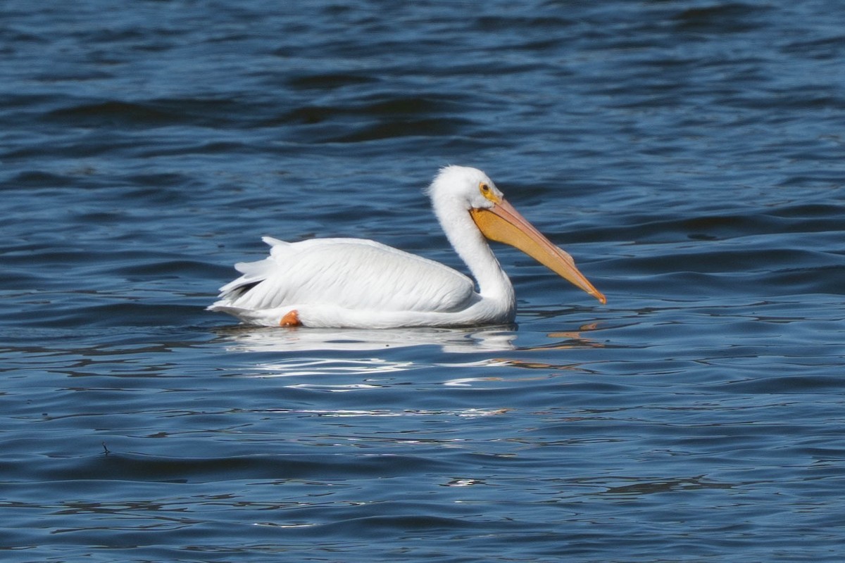 Amerika Pelikanı - ML644822415