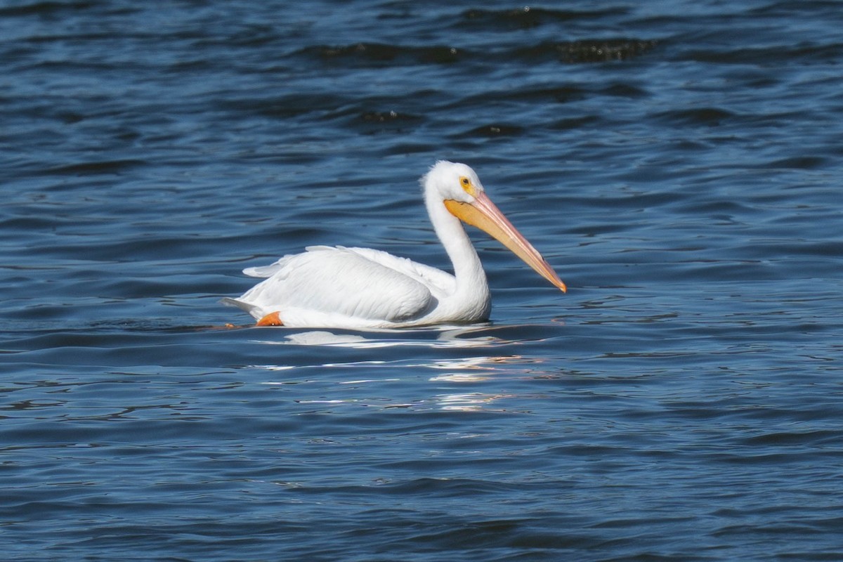 Amerika Pelikanı - ML644822416