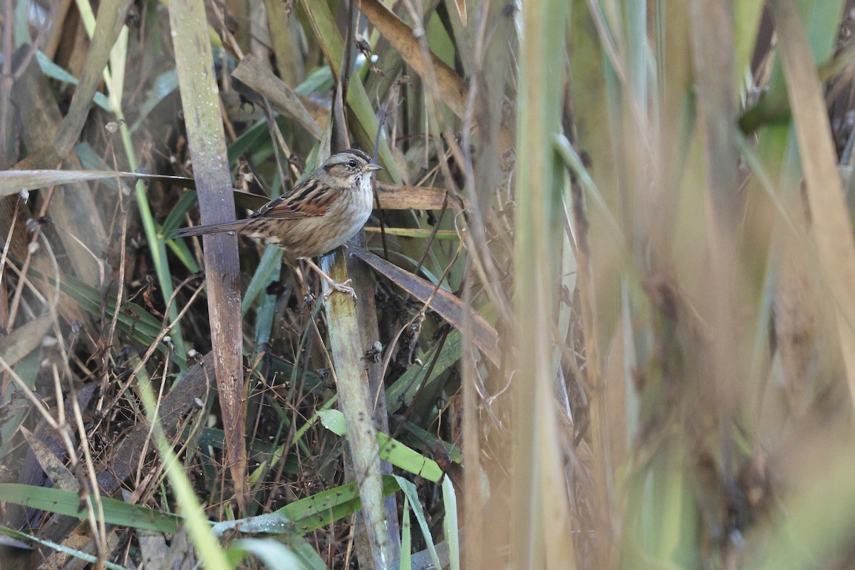 Bruant des marais - ML644822430