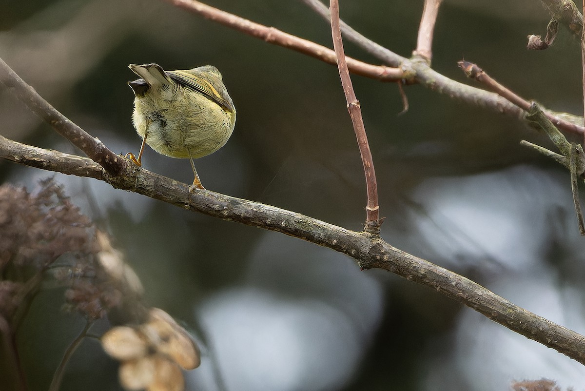 Buff-barred Warbler - ML644822443