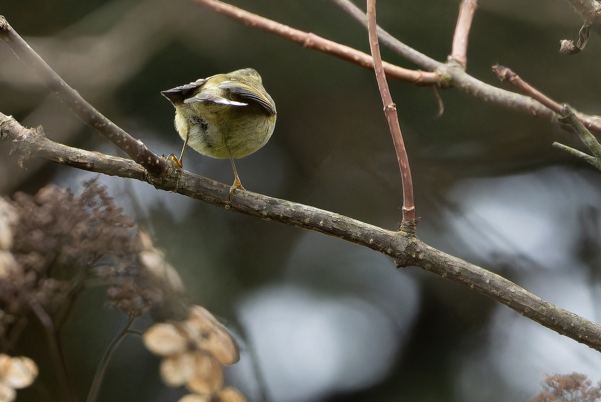 Buff-barred Warbler - ML644822444