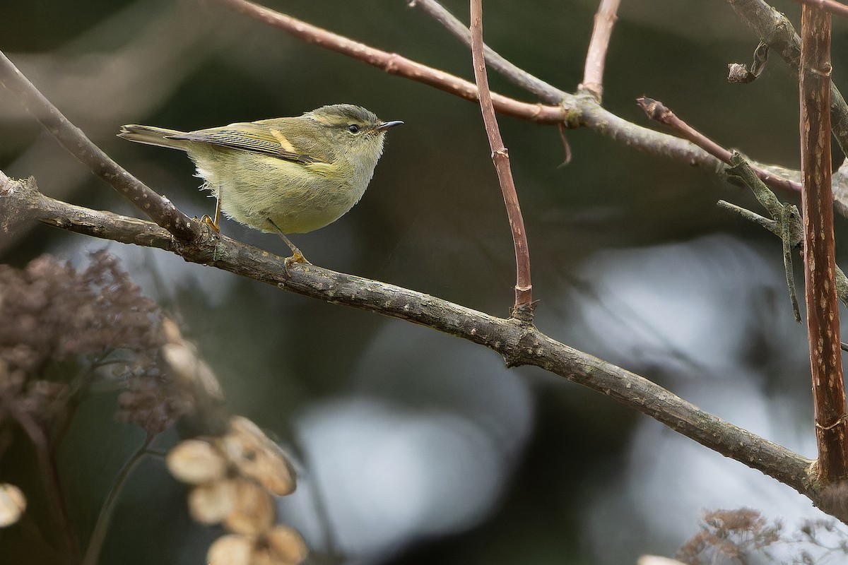 Buff-barred Warbler - ML644822445