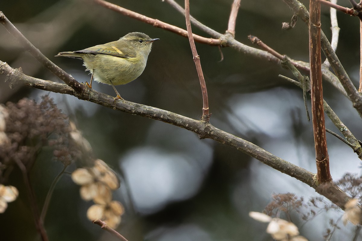 Buff-barred Warbler - ML644822446