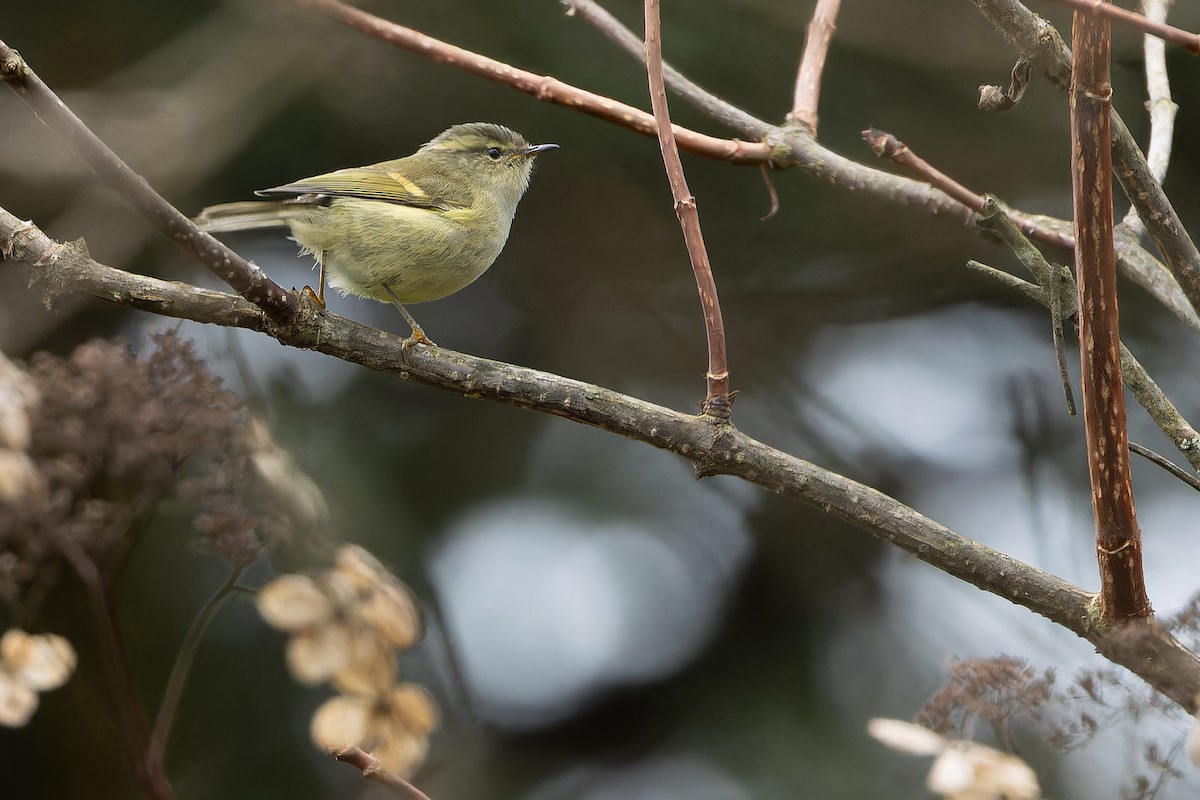 Buff-barred Warbler - ML644822447