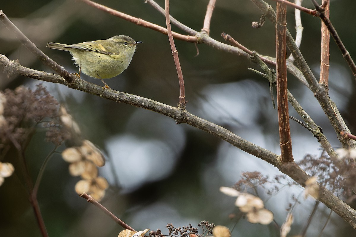 Buff-barred Warbler - ML644822448