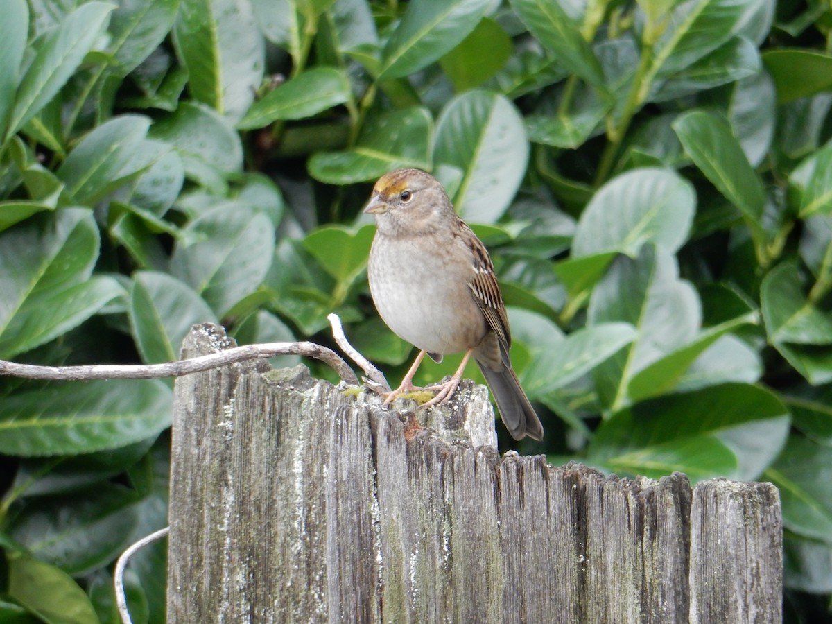 Golden-crowned Sparrow - ML644822455