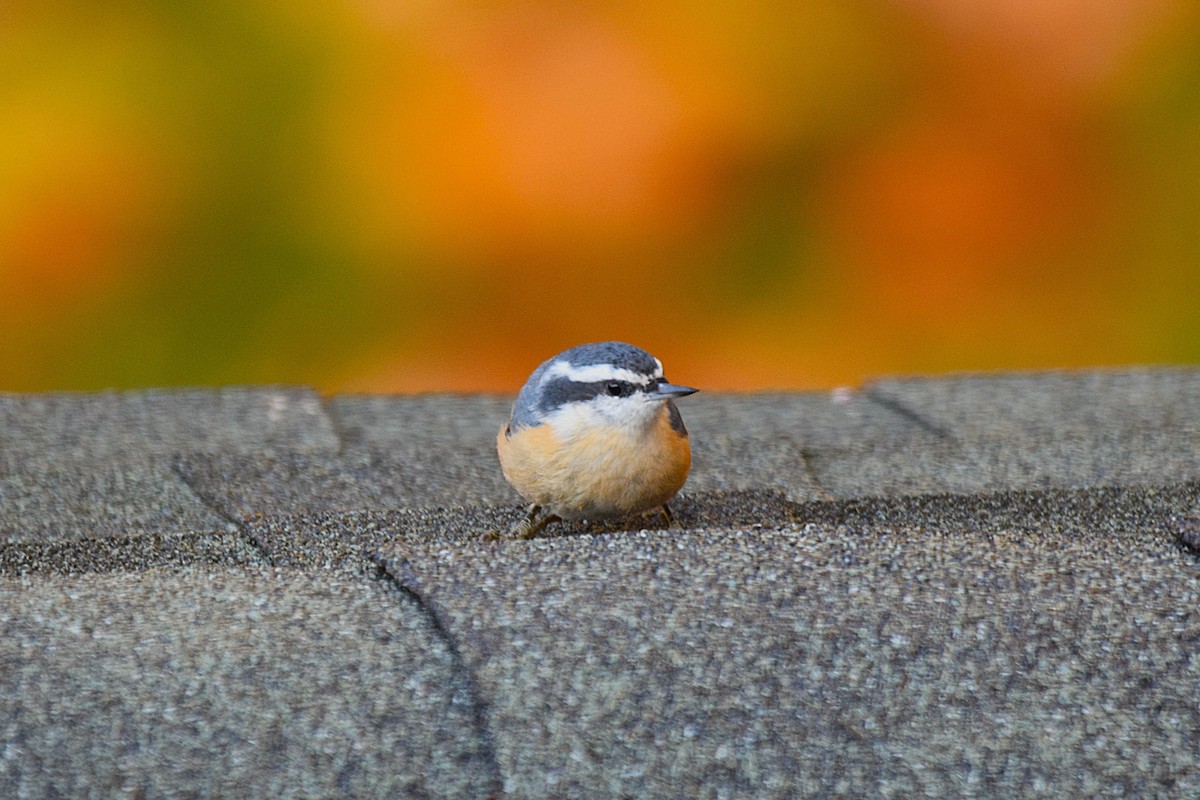 Red-breasted Nuthatch - ML644822467