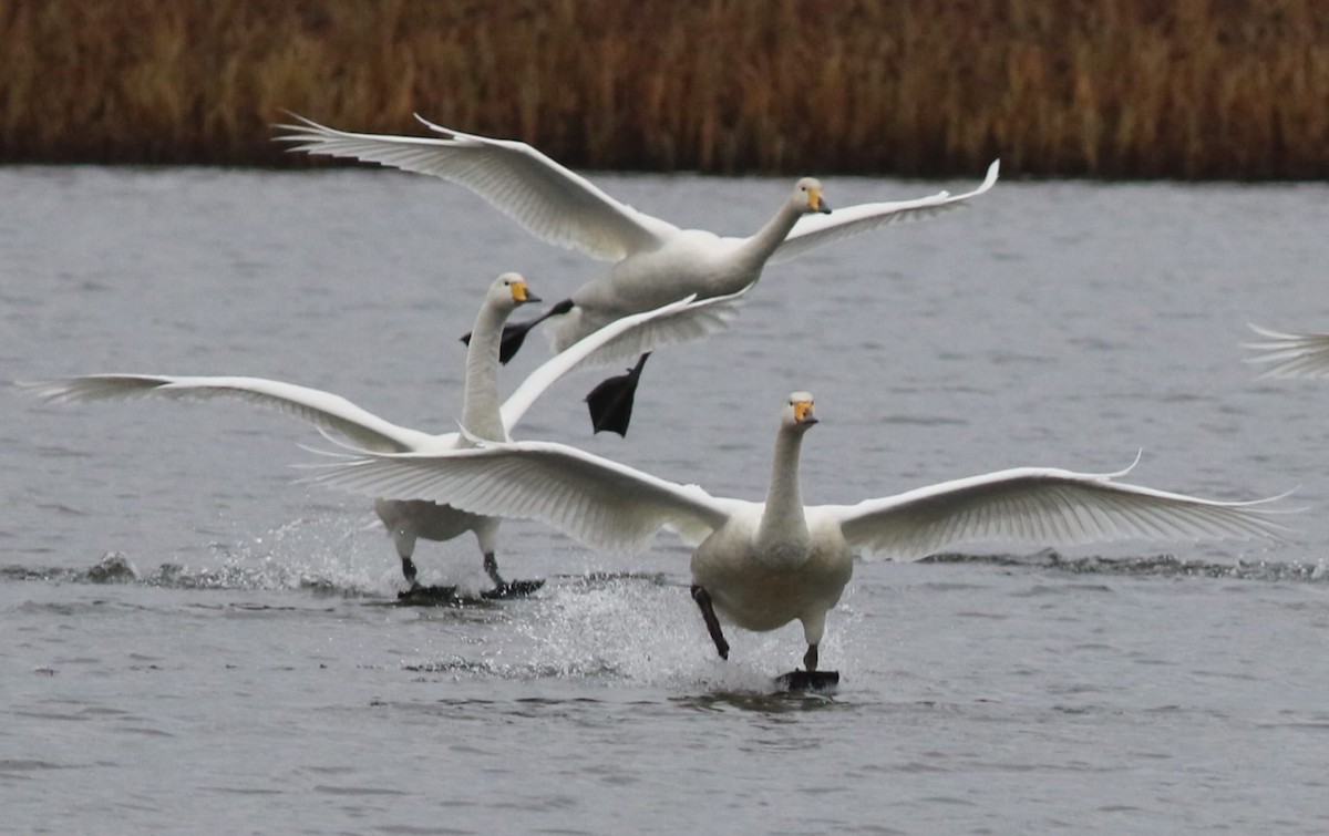 Whooper Swan - ML644822511