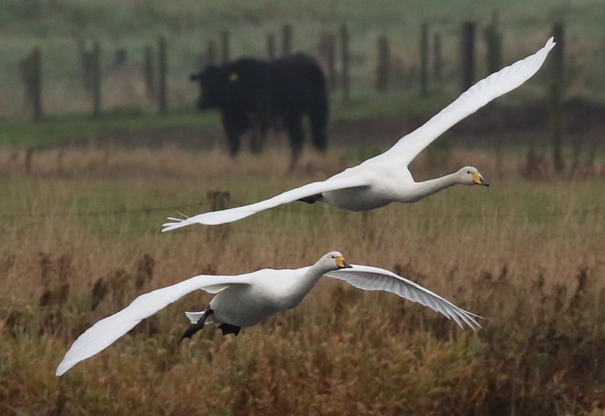 Whooper Swan - ML644822512