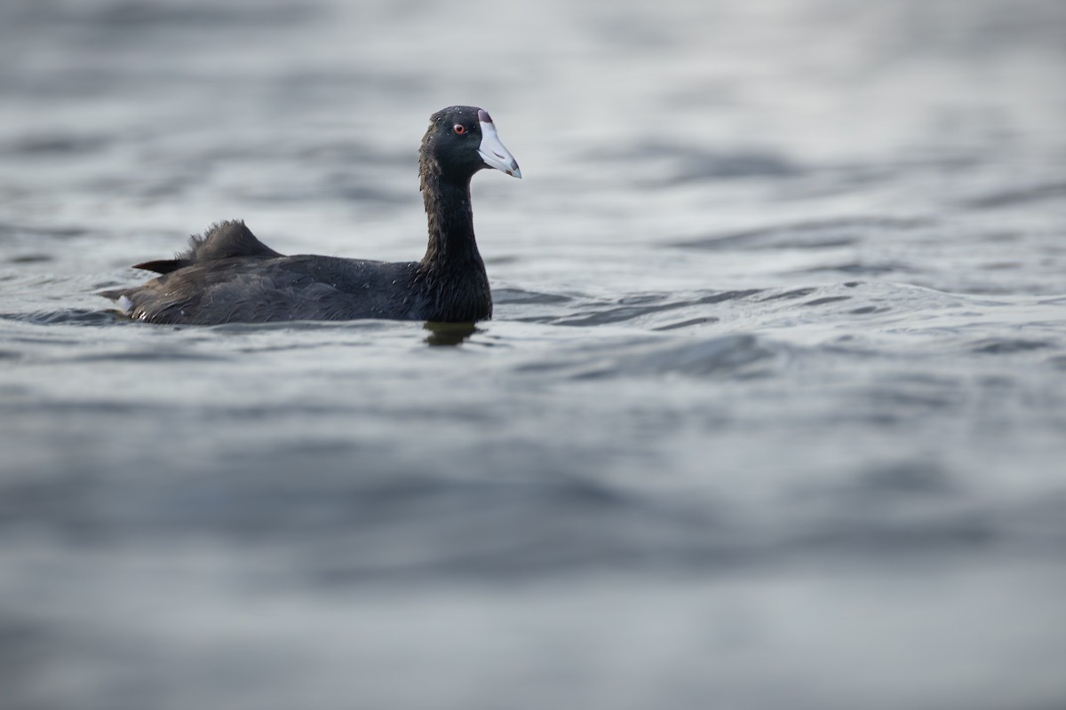 Foulque d'Amérique - ML644822513