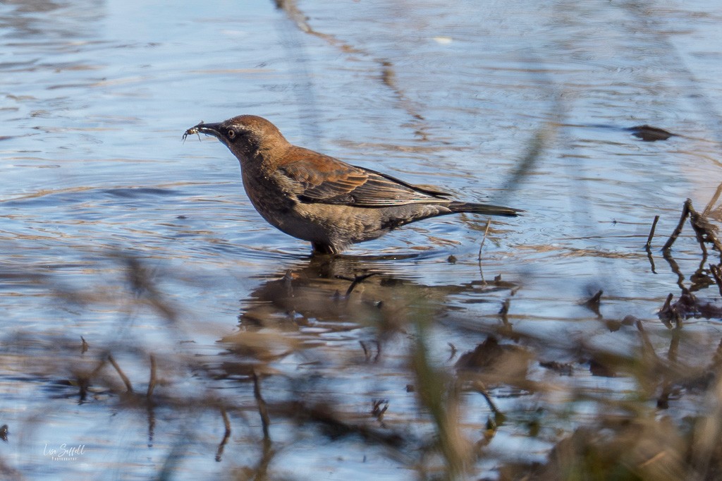 Rusty Blackbird - ML644822514