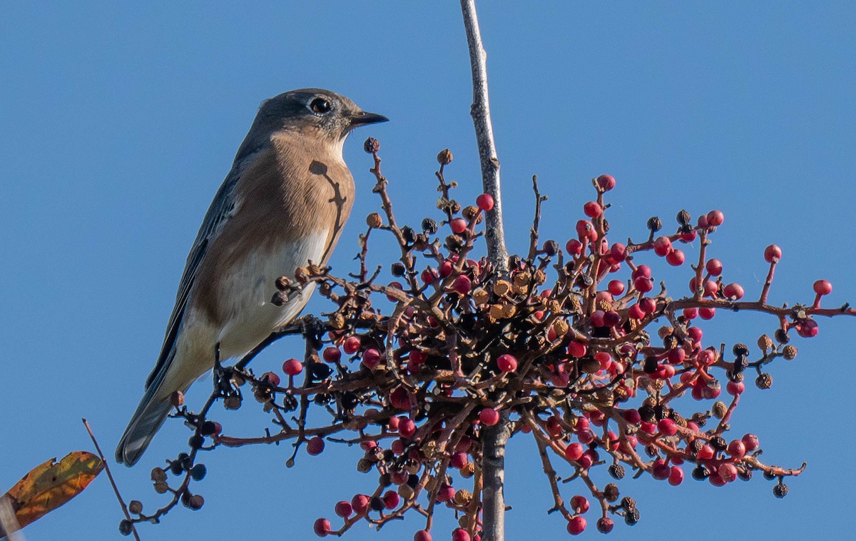 Doğulu Mavi Ardıç - ML644822526