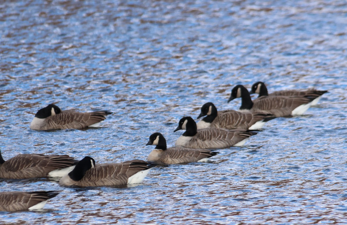 berneška malá - ML644822534