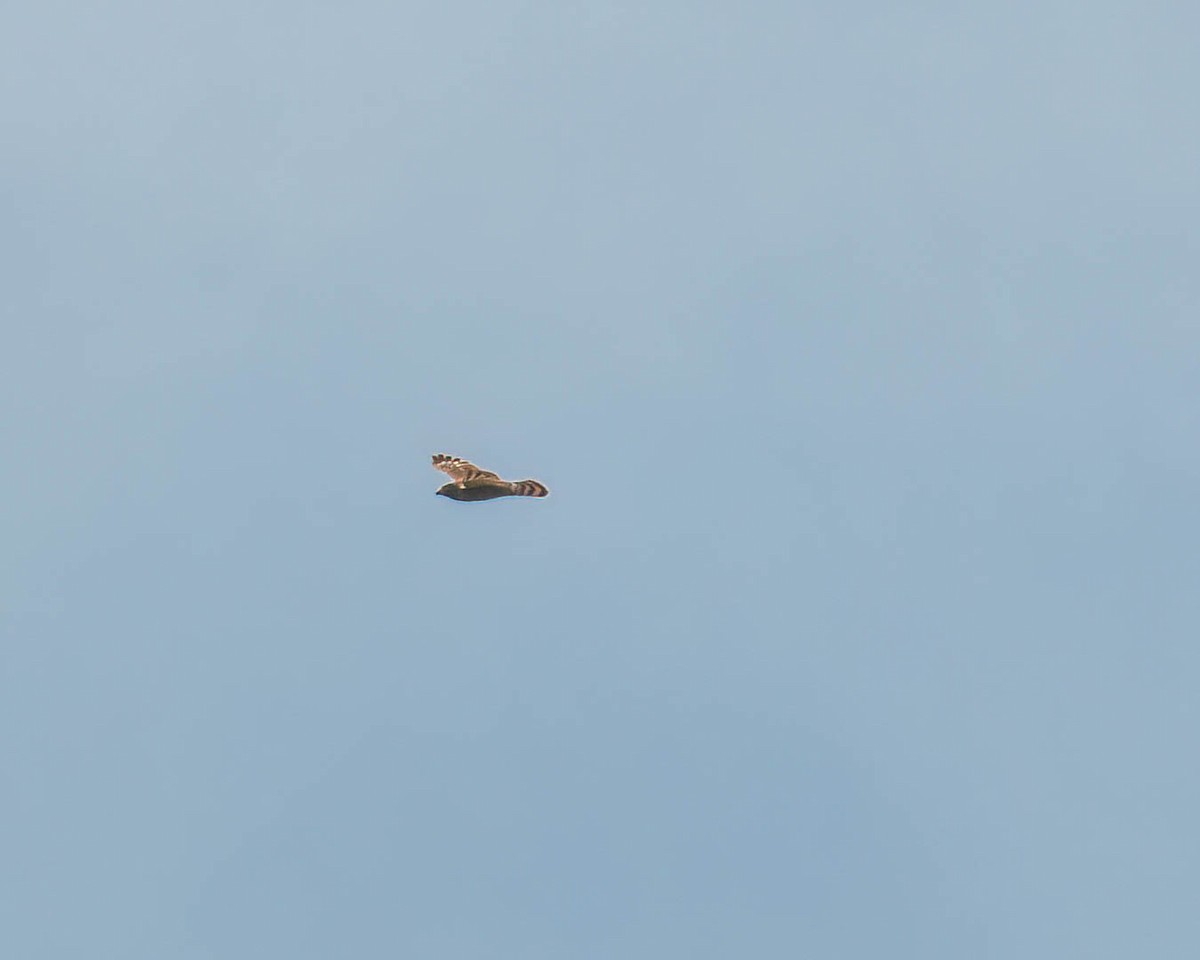 káně krahujová - ML644822544