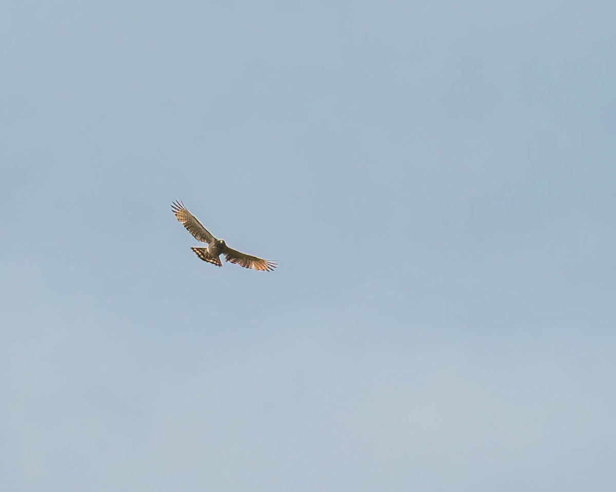 káně krahujová - ML644822545