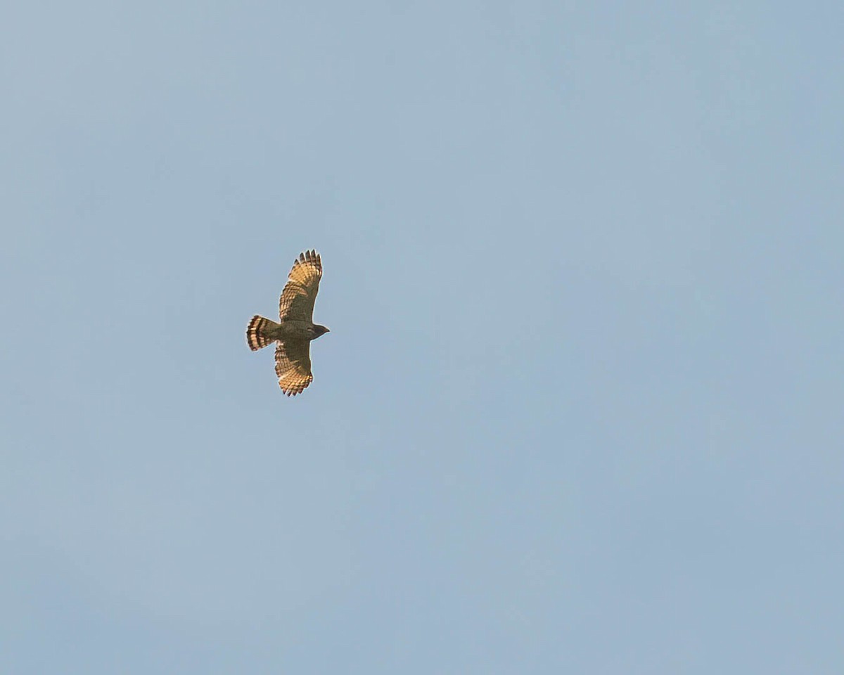 káně krahujová - ML644822546