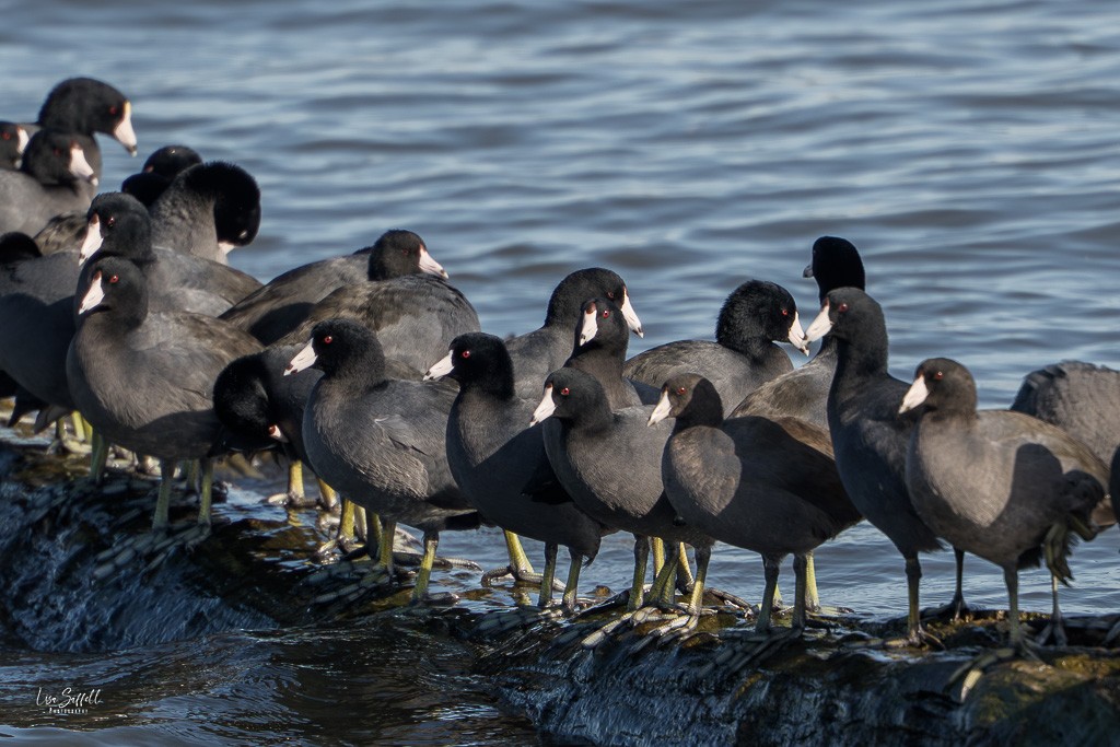Foulque d'Amérique - ML644822548