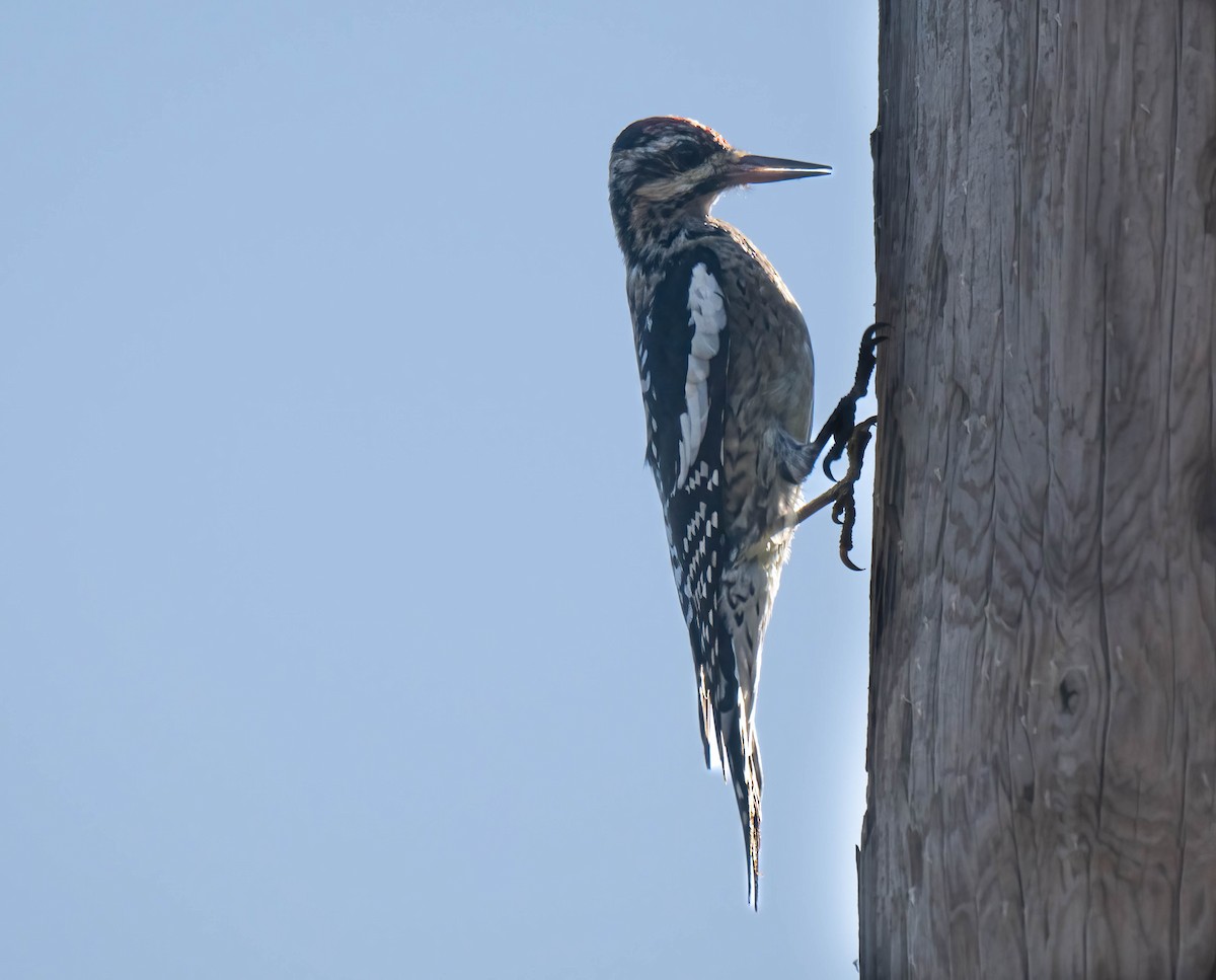 Sarı Karınlı Ağaçkakan - ML644822554