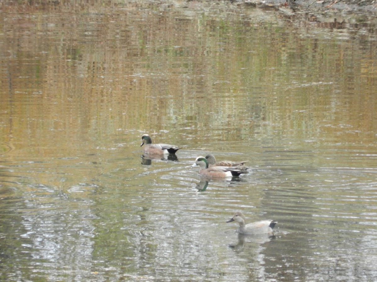 American Wigeon - ML644822555