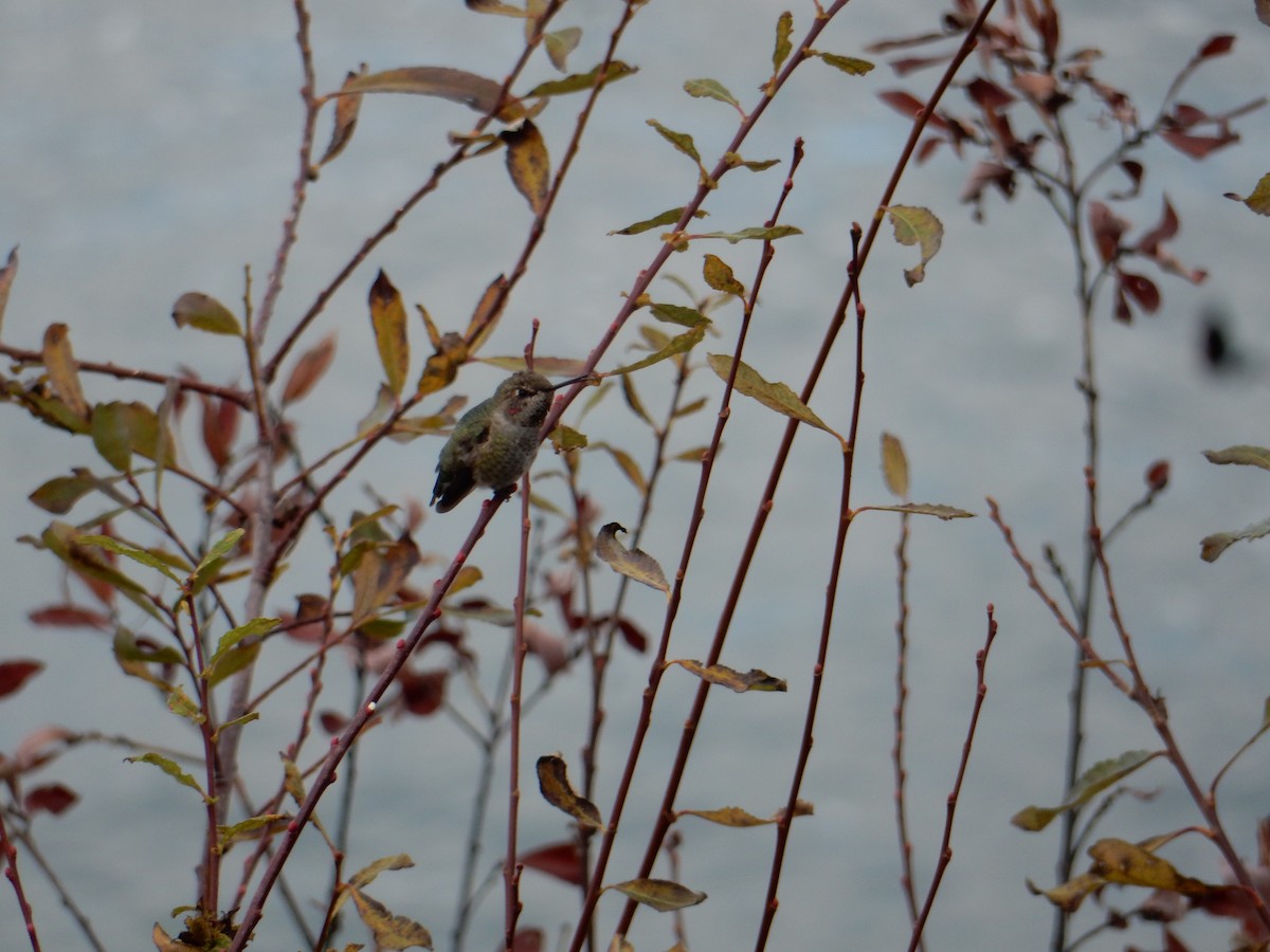 Anna's Hummingbird - ML644822576