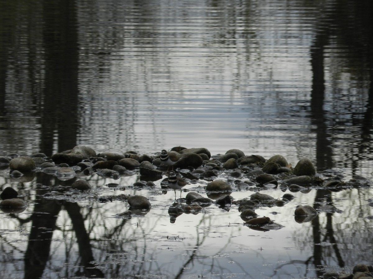 Killdeer - ML644822583