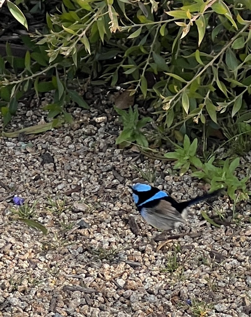 Великолепный малюр - ML644822592