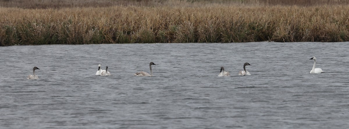 Лебедь-трубач - ML644822593