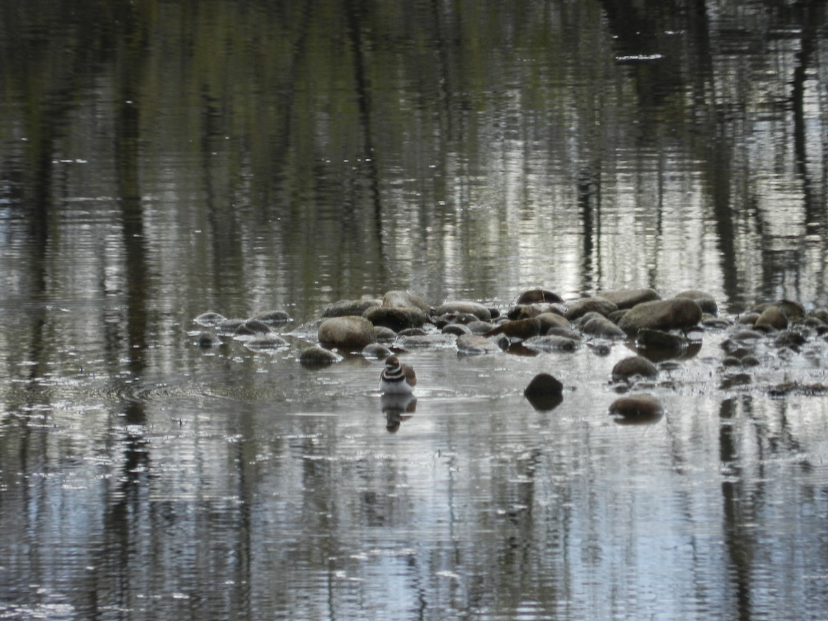 Killdeer - ML644822595