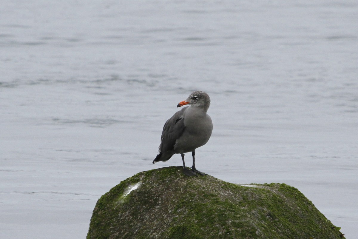 Heermann's Gull - ML644822597